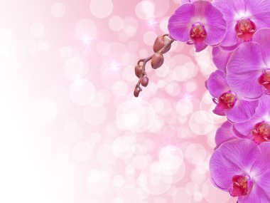 Orkide çiçek