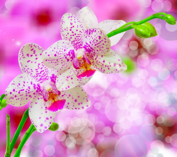 Flor de orquídea — Fotografia de Stock