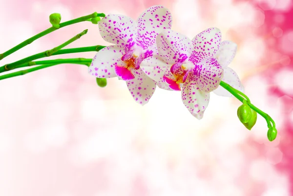 Orchideenblume — Stockfoto