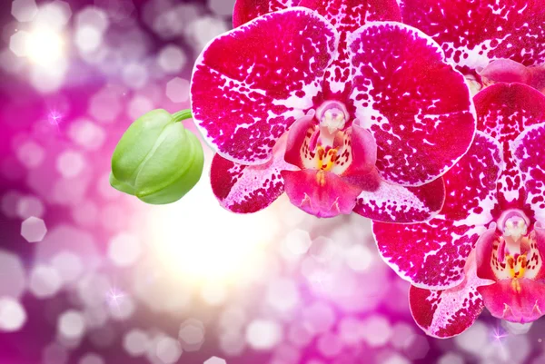 Orchideenblume — Stockfoto