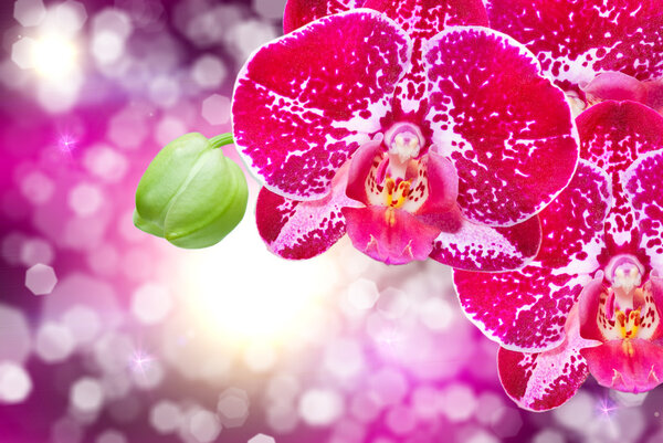 Orchid flower