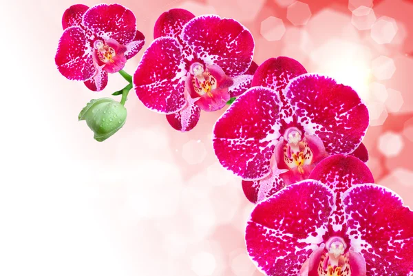 Orchideenblume — Stockfoto