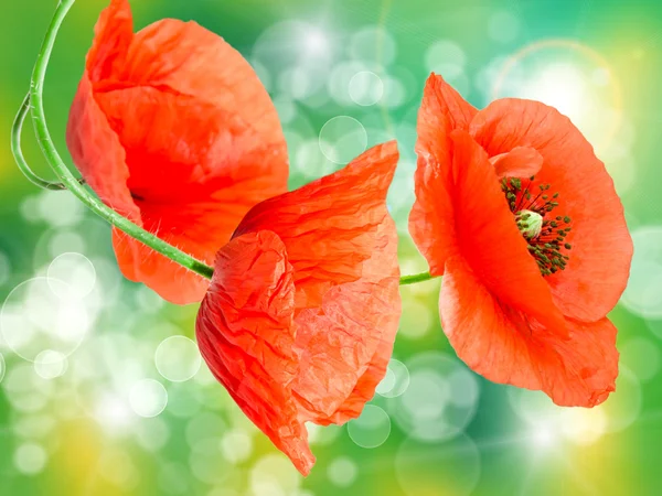 붉은 파피 꽃 — 스톡 사진