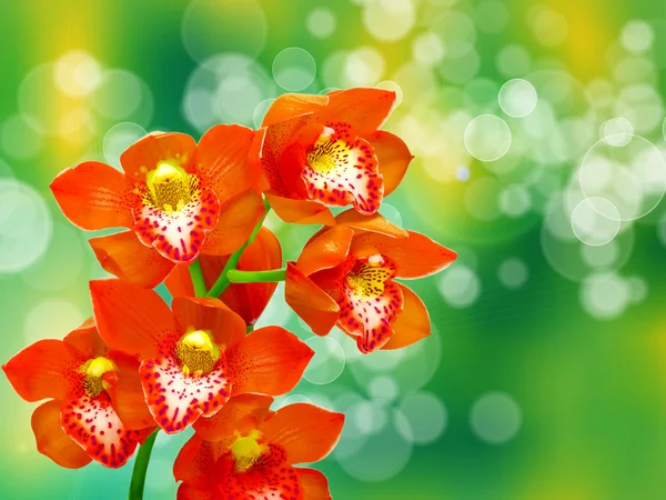 Orchid flower — Stock Photo, Image