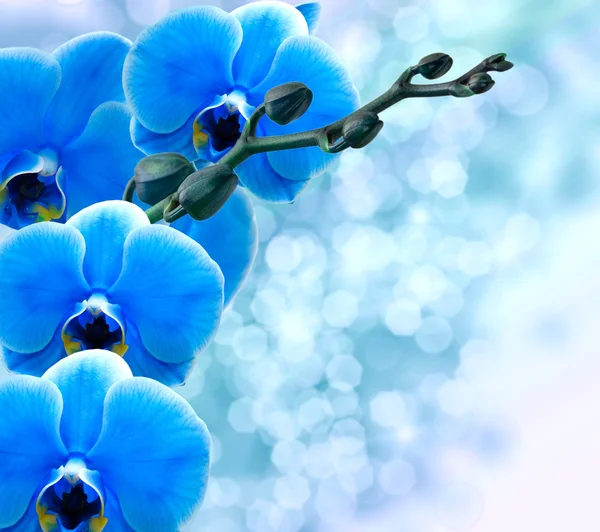 Flor de orquídea — Fotografia de Stock