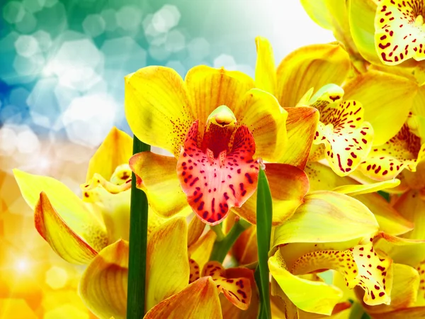 Flor de orquídea — Fotografia de Stock