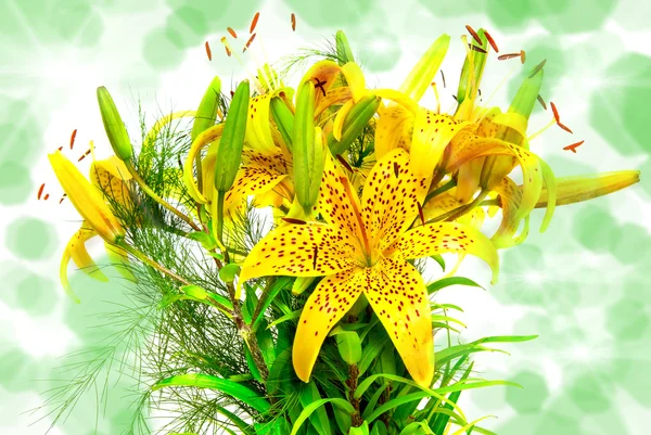 Lilly kwiaty — Zdjęcie stockowe