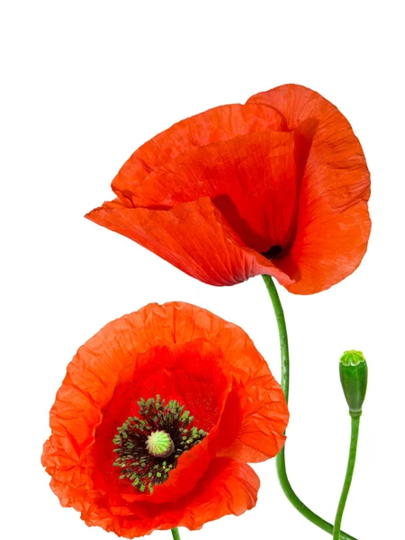 Red poppy flower — Stock Photo, Image