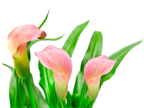 Calla Lilja — Stockfoto