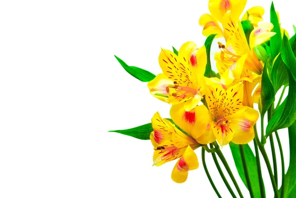 Lilienblüten — Stockfoto