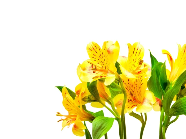 Alstroemeria lily bloemen geïsoleerd op witte achtergrond — Stockfoto