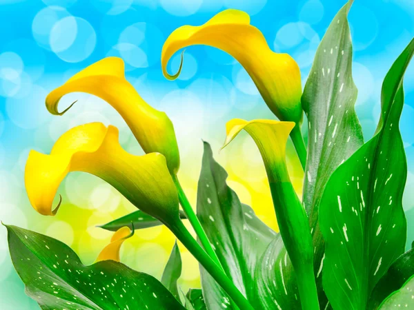 Calla lily flower närbild — Stockfoto