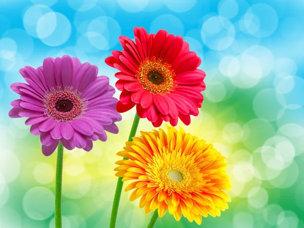 Primo piano del fiore di gerbero — Foto Stock