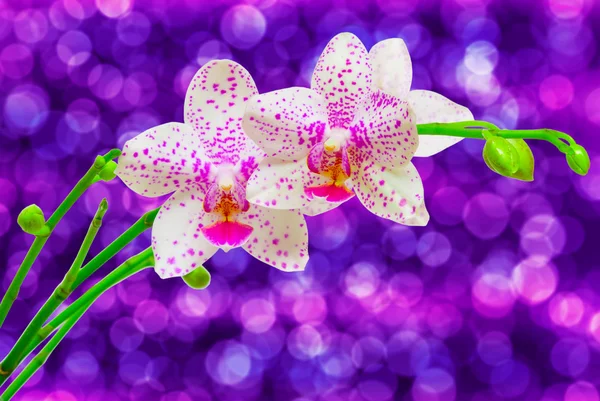 Close-up van orchidee bloem — Stockfoto