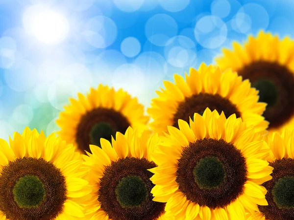 Nahaufnahme von Sonnenblumen — Stockfoto