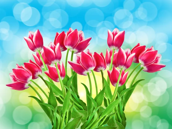 Tulip flowers close up — Stock Photo, Image