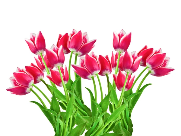 Tulips isolated on white background — Stock Photo, Image