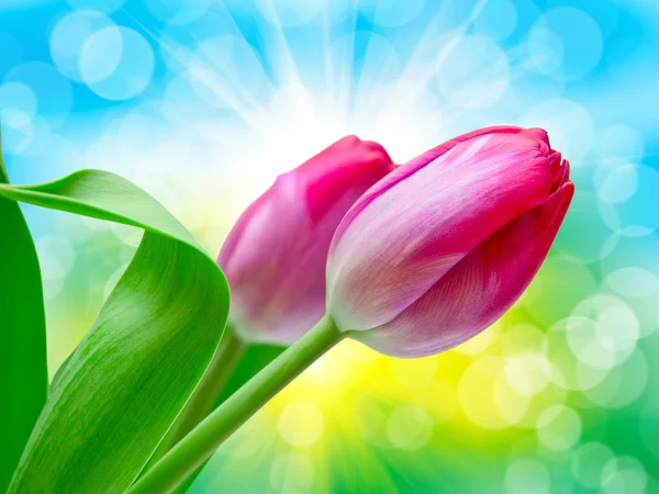 Tulip flowers close up — Stock Photo, Image