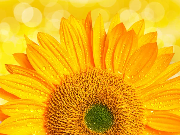 Girasole — Foto Stock