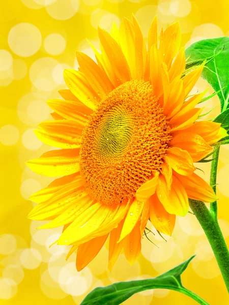 Sonnenblume — Stockfoto