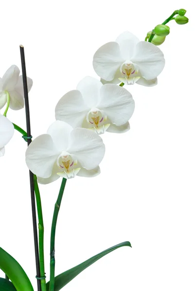 Flor de orquídea — Fotografia de Stock