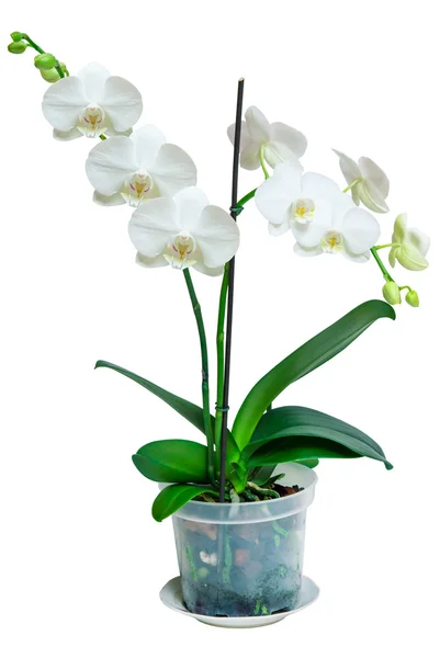 Fiore del Orchid — Foto Stock