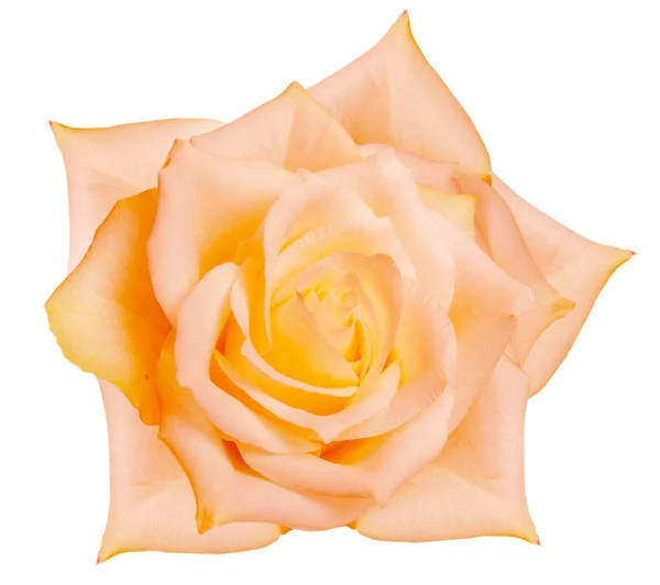 Fiore di rosa — Foto Stock