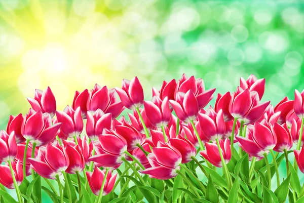 Tulpenblüten — Stockfoto