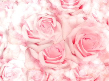 Güller çiçek arka planı kapat