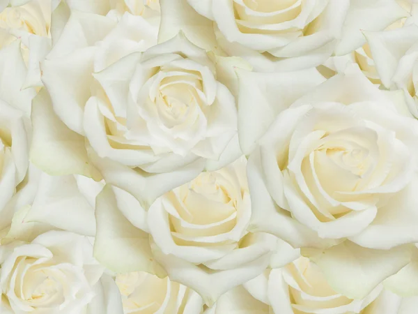 Nahaufnahme von Rosen Blumen Hintergrund — Stockfoto
