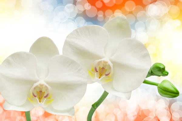 Orkideankukan lähikuva — kuvapankkivalokuva
