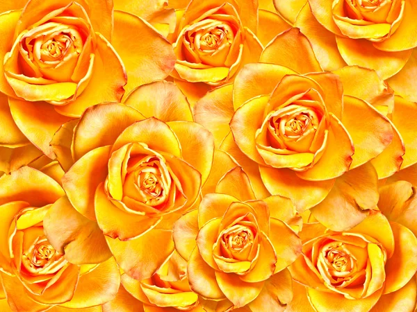 Bliska róże kwiaty tła — Zdjęcie stockowe