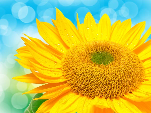 Nahaufnahme von Sonnenblumen — Stockfoto