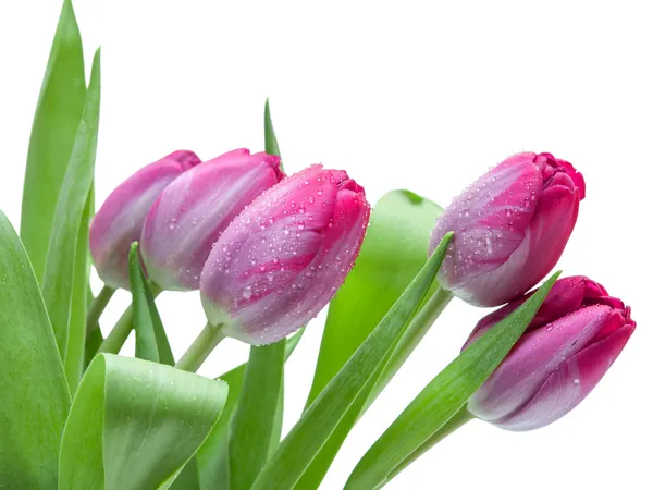 Tulipes isolées sur fond blanc — Photo