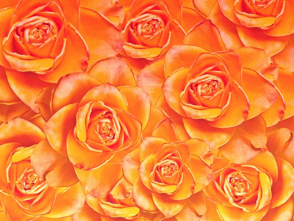 Close up of roses flowers background — Stock Photo, Image
