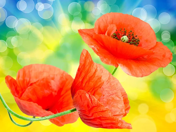 Red poppy — Stock Photo, Image