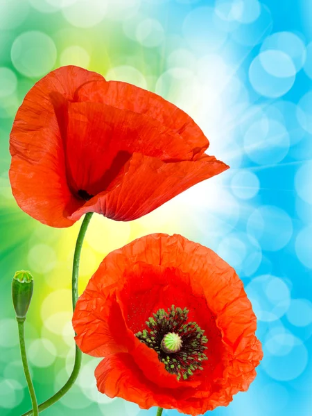 Close up of red poppy — Stock Photo, Image