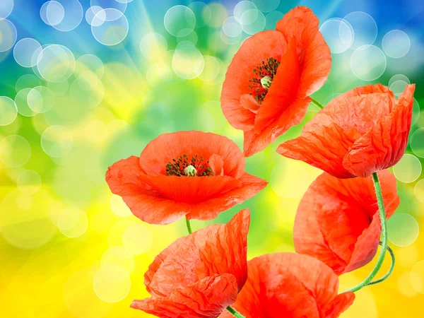 Roter Mohn — Stockfoto