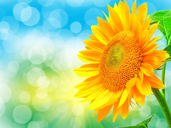 Close up of sunflower — Stock Photo, Image