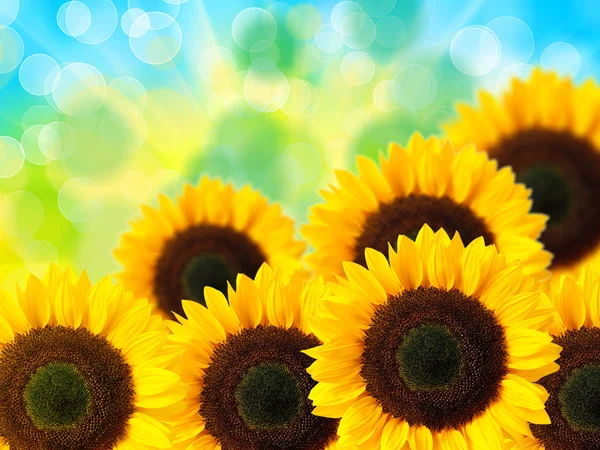 Sonnenblume — Stockfoto