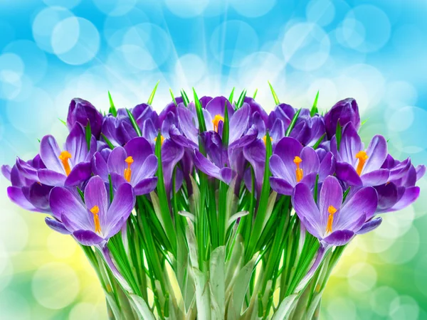 Paarse bloem crocus close-up — Stockfoto