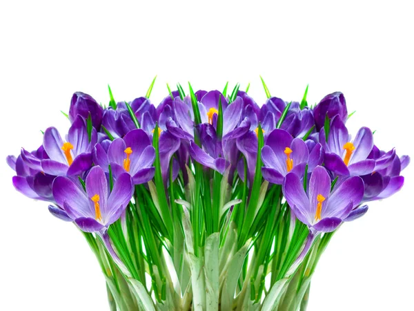 Flor de cocodrilo púrpura —  Fotos de Stock