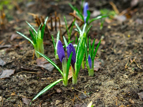 Purple flower crocus — Stock Photo, Image