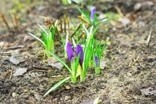 Purple flower crocus close up — Stock Photo, Image