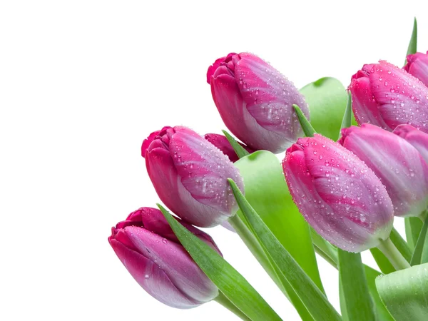 Tulip flowers — Stock Photo, Image