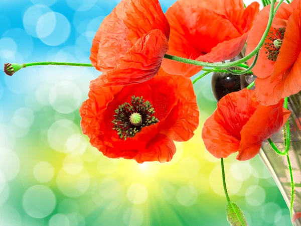 Rode papaver — Stockfoto