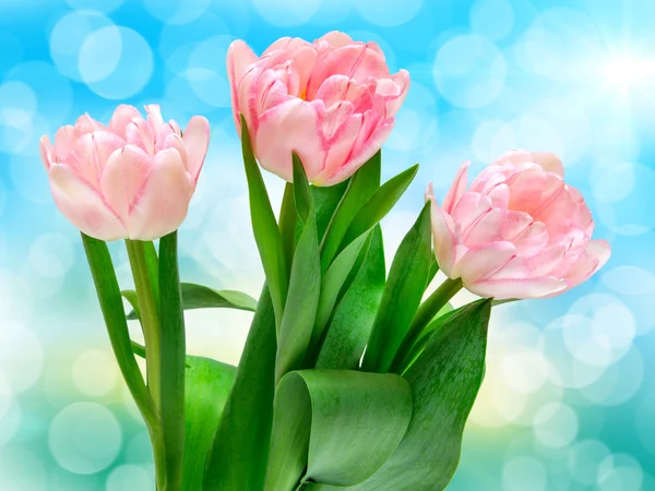 Tulip flowers — Stock Photo, Image