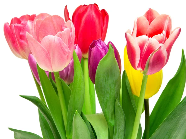 Tulp bloemen — Stockfoto