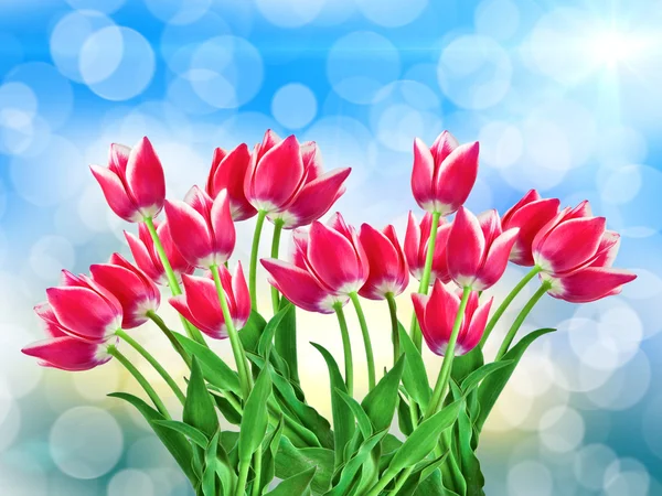 Tulip flowers — Stock Photo, Image