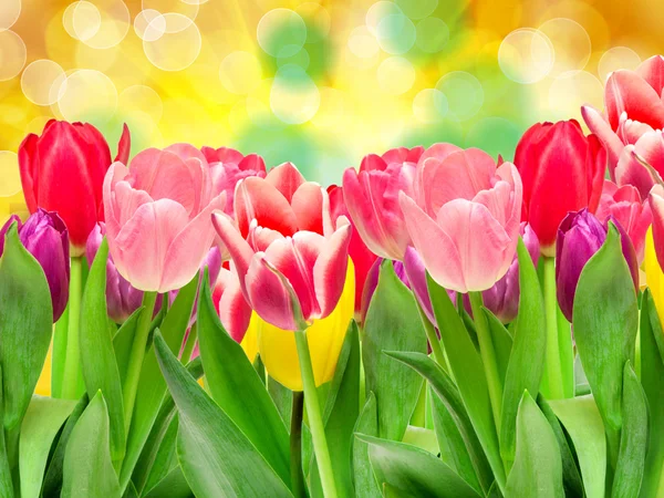 Tulip flowers — Stock Photo, Image